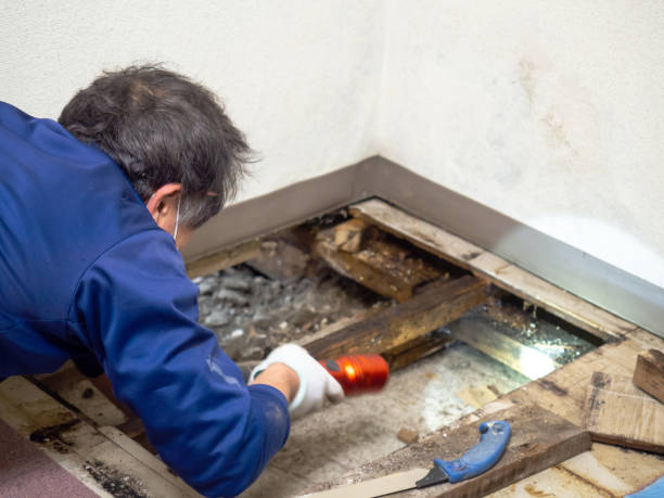 Best Mold Remediation  in Dayton, MN