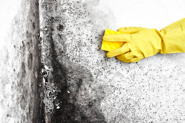 Best Local Mold Removal Service  in Dayton, MN