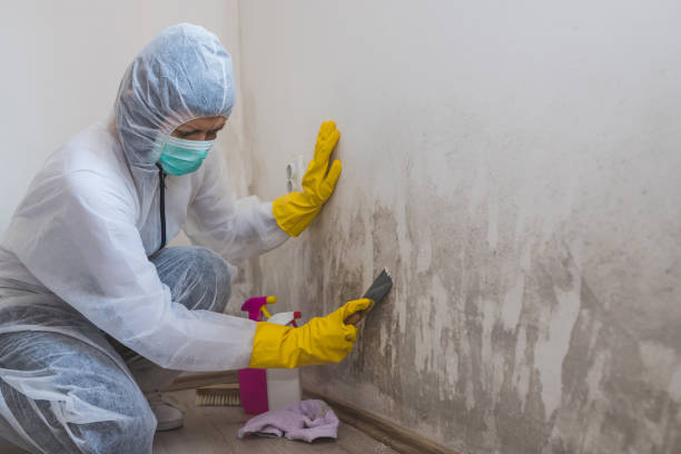 Mold Removal Process in Dayton, MN