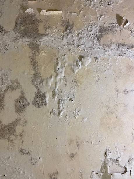 Best Mold Testing  in Dayton, MN