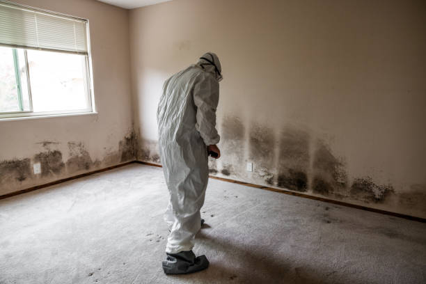 Best Mold Removal Process  in Dayton, MN