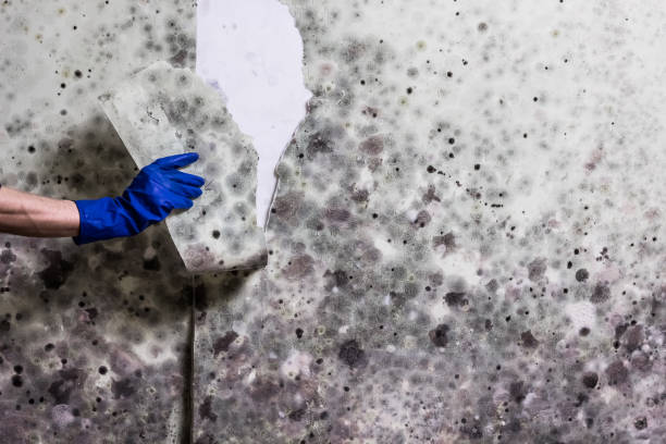 Best Toxic Mold Removal  in Dayton, MN